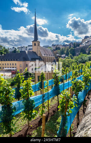 Vineyard by church of Saint Jean du Grund, Grund, Luxembourg city, Grand Duchy of Luxembourg Stock Photo