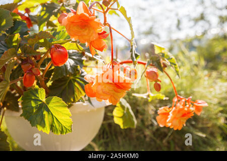 Blooming begonia grows in flowerpot in garden. Plant with large double flowers of beautiful orange hue Stock Photo