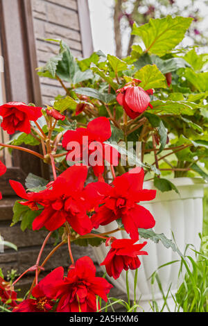 Blooming begonia grows in a flowerpot in the garden. Plant with large double bright red flowers Stock Photo