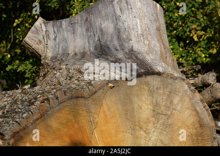 close-up of stump of old tree felled, part of tree trunk with annual rings in autumn sun Stock Photo
