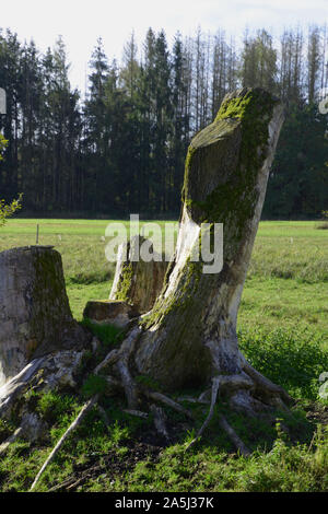 moss covered old tree trunk in meadow, old tree stump on grass Stock Photo