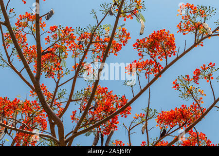 Blooming Flamboyant Tree or Delonix regia and its seed pods. Bali, Indonesia. Stock Photo