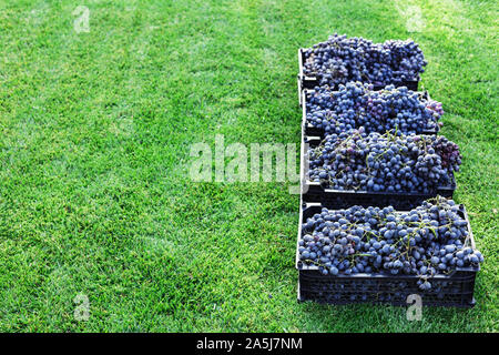 Baskets of Ripe bunches of black grapes outdoors. Autumn grapes harvest in vineyard on grass ready to delivery for wine making. Pinot Noir grape sort