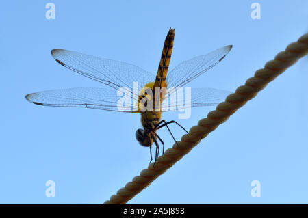 A dragon fly on the rope. Stock Photo