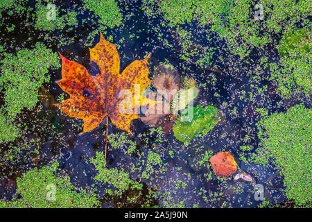 Orange and yellow maple leaf laying in duckweed covered forest lake. Green duckweed in contrast with orange and brown fallen leaves. Abstract autumn s Stock Photo