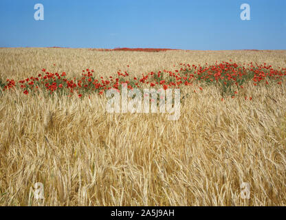 Corn poppies (Papaver rhoeas) red flowers, a strip missed by the sprayer, in a field of golden barley at harvest time Stock Photo