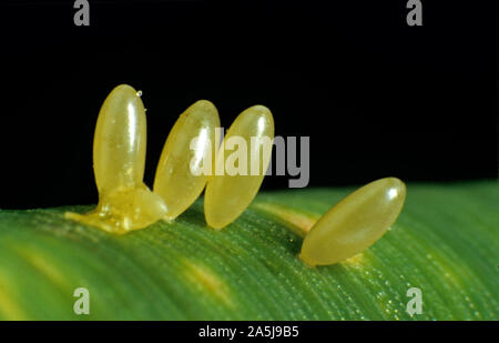 Seven spot ladybird (Coccinella septempunctata) yellow eggs on the surface of a cereal leaf Stock Photo
