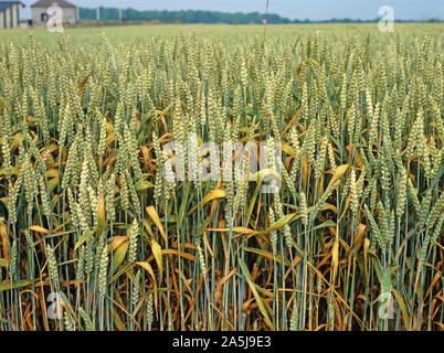 Brown rust or wheat leat rust (Puccinia triticina) a severe infection of this fungal disease in a French wheat crop Stock Photo