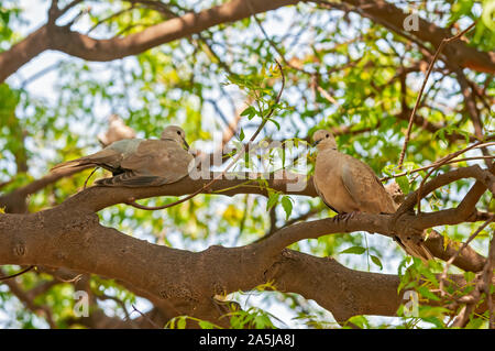 A couple of laughing dove sitting on a tree Stock Photo