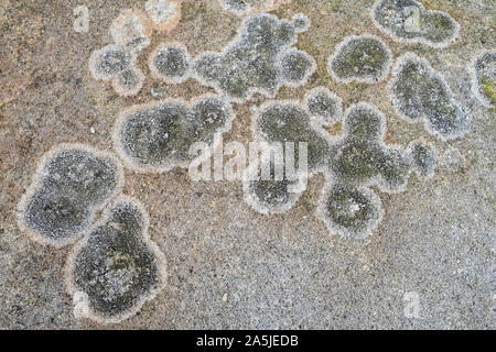 Lichen on gritstone, Kinder Scout, Derbyshire, Peak District National Park, England, UK Stock Photo