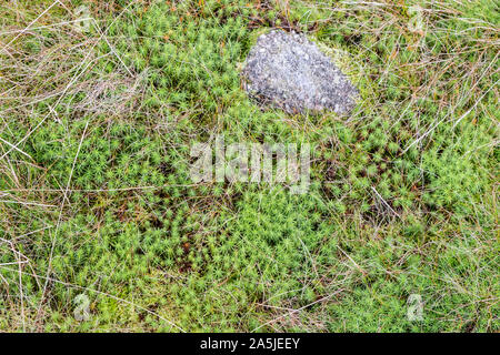 Common Haircap or Common Hair Moss (Polytrichum commune) on moorland at Kinder Scout, Derbyshire, Peak District, England, UK. The stone is gritstone. Stock Photo