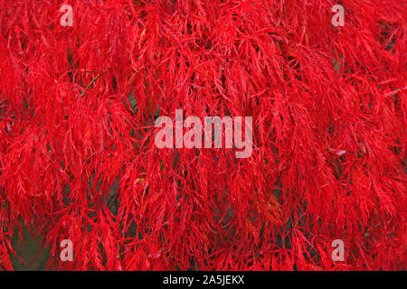 Acer palmatum (laceleaf Japanese Maple) tree in fiery red autumn colour Stock Photo