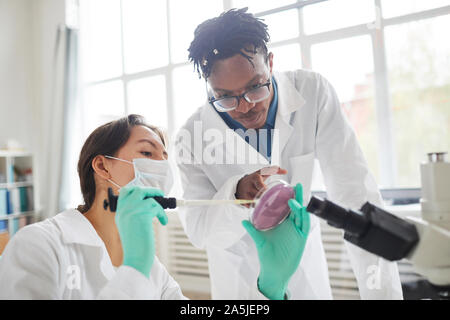 Portrait of two young scientist working in medical laboratory inspecting bacteria in petri dish, copy space Stock Photo
