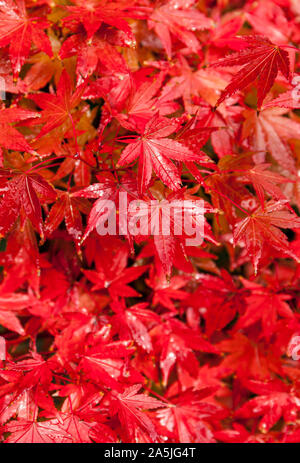 Japanese Maple tree leaves in autumn. Stock Photo