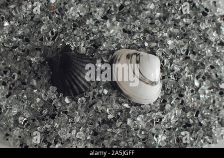 Two shells on decorative glass stones. Background. Selective focus. Stock Photo