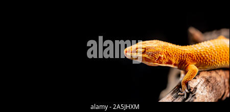 leopard gecko on the wood in the forest, isolated on black background Stock Photo
