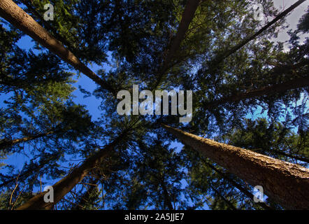 Forest canopy against a blue sky, seen from below Stock Photo