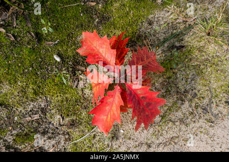 Northern Red Oak (Quercus rubra) small plant on mossy soil. Autumn, Netherlands Stock Photo
