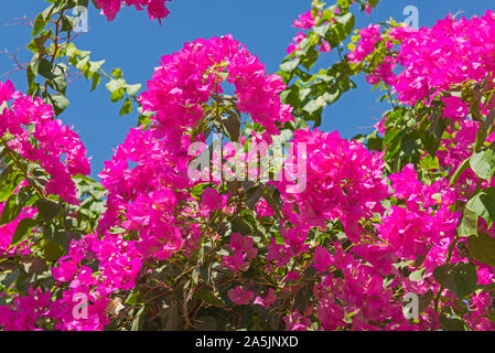 Closeup detail of flowering bougainvillea plant with pink flowers in rural garden setting Stock Photo