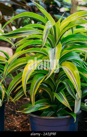 Green Leaves Of Plant Dracaena Growing In Pot. Female Dragon Plant. Family Asparagaceae, Subfamily Nolinoideae Stock Photo