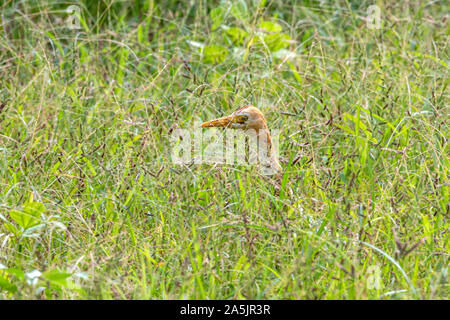 Cattle heron Ardea cinerea standing in a meadow. Looking for food in tall grass. The cattle heron is a long-legged predatory wading bird of the heron Stock Photo