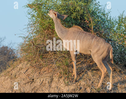 A kudu cow grazes on green foliage growing on top of a termite mound in the Kruger National Park in South Africa image in horizontal format Stock Photo