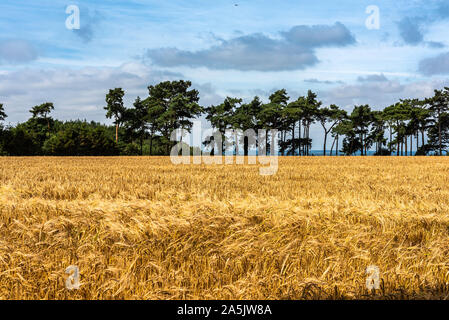 View from the north downs in Kent near Hollingbourne overlooking Barley fields. Stock Photo