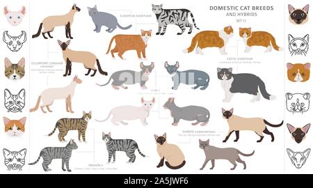Domestic cat breeds and hybrids collection isolated on white. Flat style set. Different color and country of origin. Vector illustration Stock Vector