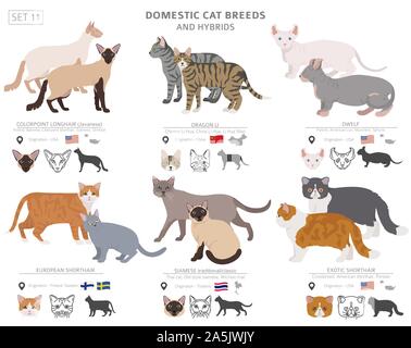 Domestic cat breeds and hybrids collection isolated on white. Flat style set. Different color and country of origin. Vector illustration Stock Vector