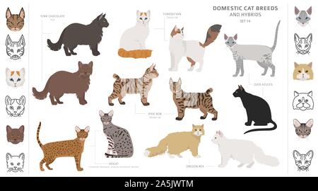 Domestic cat breeds and hybrids collection isolated on white. Flat style set. Different color and country of origin. Vector illustration Stock Vector