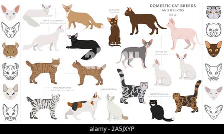 Domestic cat breeds and hybrids collection isolated on white. Flat style set. Different color and country of origin. Vector illustration Stock Vector