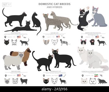 Domestic cat breeds and hybrids collection isolated on white. Flat style set. Different color and country of origin. Vector illustration Stock Vector