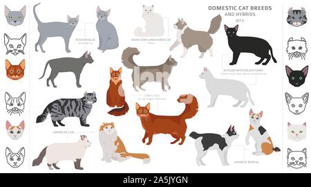 Domestic cat breeds and hybrids collection isolated on white. Flat style set. Different color and country of origin. Vector illustration Stock Vector