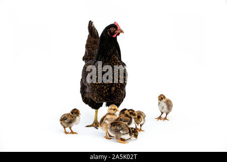 Brown hen with small group of chicks on white background Stock Photo