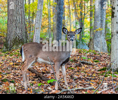 A young button buck white tail deer in the fall woods in Warren County, Pennsylvania, USA on a fall day Stock Photo