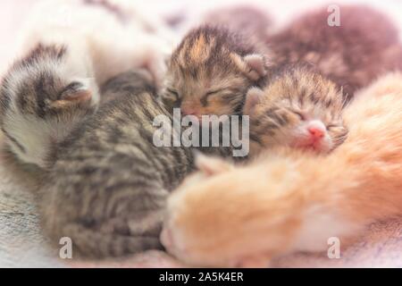newborn kittens sleeping, small baby animals sleep. Stock Photo