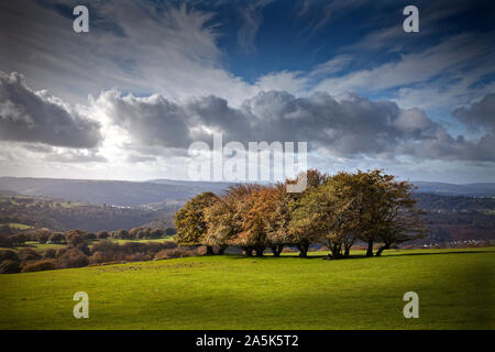 Small group of trees in Autumn colour on hillside with dramatic sky