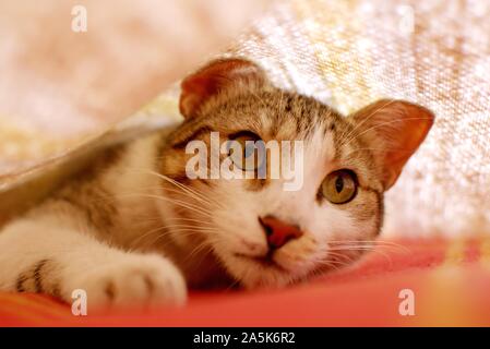 Young tabby cat playing hunt under the blankets on bed. Stock Photo