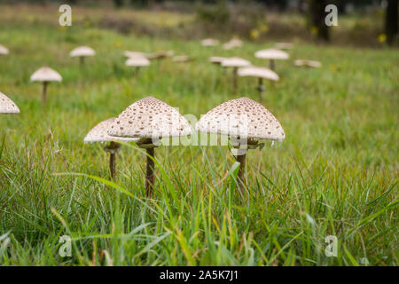 Parasol mushrooms in a green meadow, Parasol mushroom is a edible mushroom, (Macrolepiota procera), Netherlands. Stock Photo