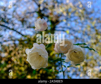 White roses in full bloom against a blue sky and fall-coloured  trees. Stock Photo