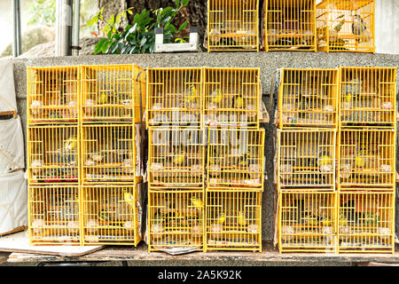 Chinese songbirds in bamboo cages on sale at the Yuen Po Street Bird Garden in Mong Kok, Kowloon, Hong Kong. Stock Photo