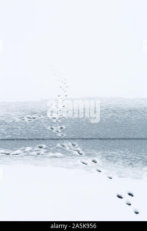 Traces in the ice after a Hare Stock Photo