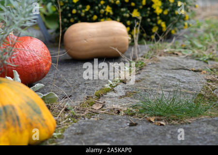 Rustic decorative gourd on stone footpath with yellow flower in background. Close-up and high angle view. Stock Photo