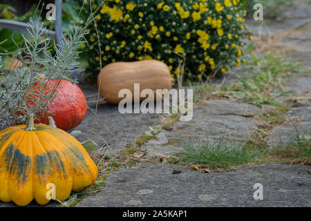 Rustic decorative gourd on stone footpath of a farm with yellow flower in background. Close-up and high angle view. Stock Photo