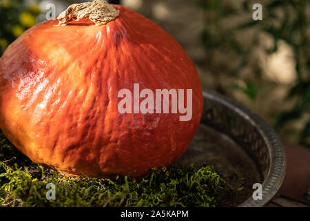 Orange pumpkin in silver ornamental plate with moos decoration in sunlight on an rusty metal vintage table outside. Close-up and high angle view. Stock Photo
