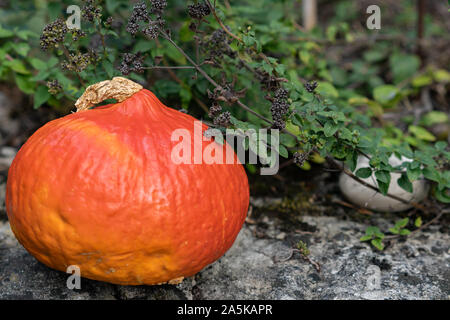 Orange pumpkin on a stone platform on foreground in natural swiss garden with green herbs like marjoram and round stone in background. Autumn harvest Stock Photo