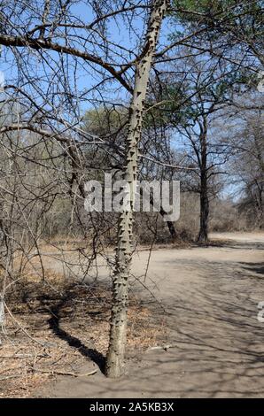 Knobthorn tree bark, Acacia nigrescens, Hlane Royal National Park ...