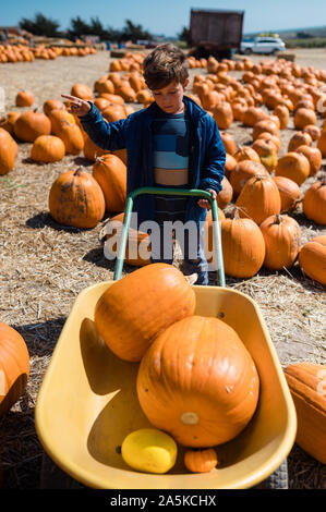 Boy at pumpkin patch with a wagon full of pumpkins pointing Stock Photo