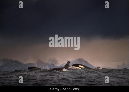Dark overcast sky over waves, and a school of killer whales (orca) breaking the surface of the sea at Lofoten, Norway Stock Photo