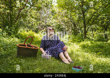 Mid-aged woman is picking cherries in the orchard Stock Photo